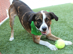 Lead Pawtrol Officer supervising staff and dogs at Fetch to maintain a safe, fun environment.