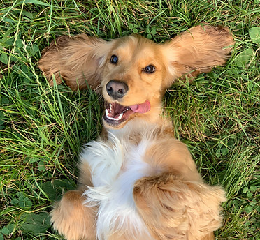 happy dog.jpg