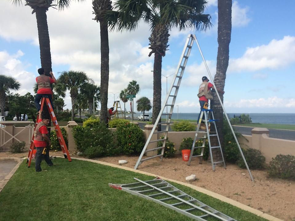 Showcase crew on ladders installing lights on palm trees beside the bay