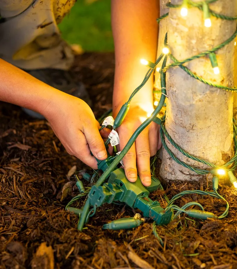 Installer wrapping Christmas light strands around the base of a tree