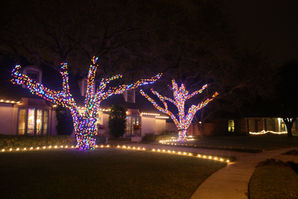 Oak trees wrapped in multicolor Christmas lights