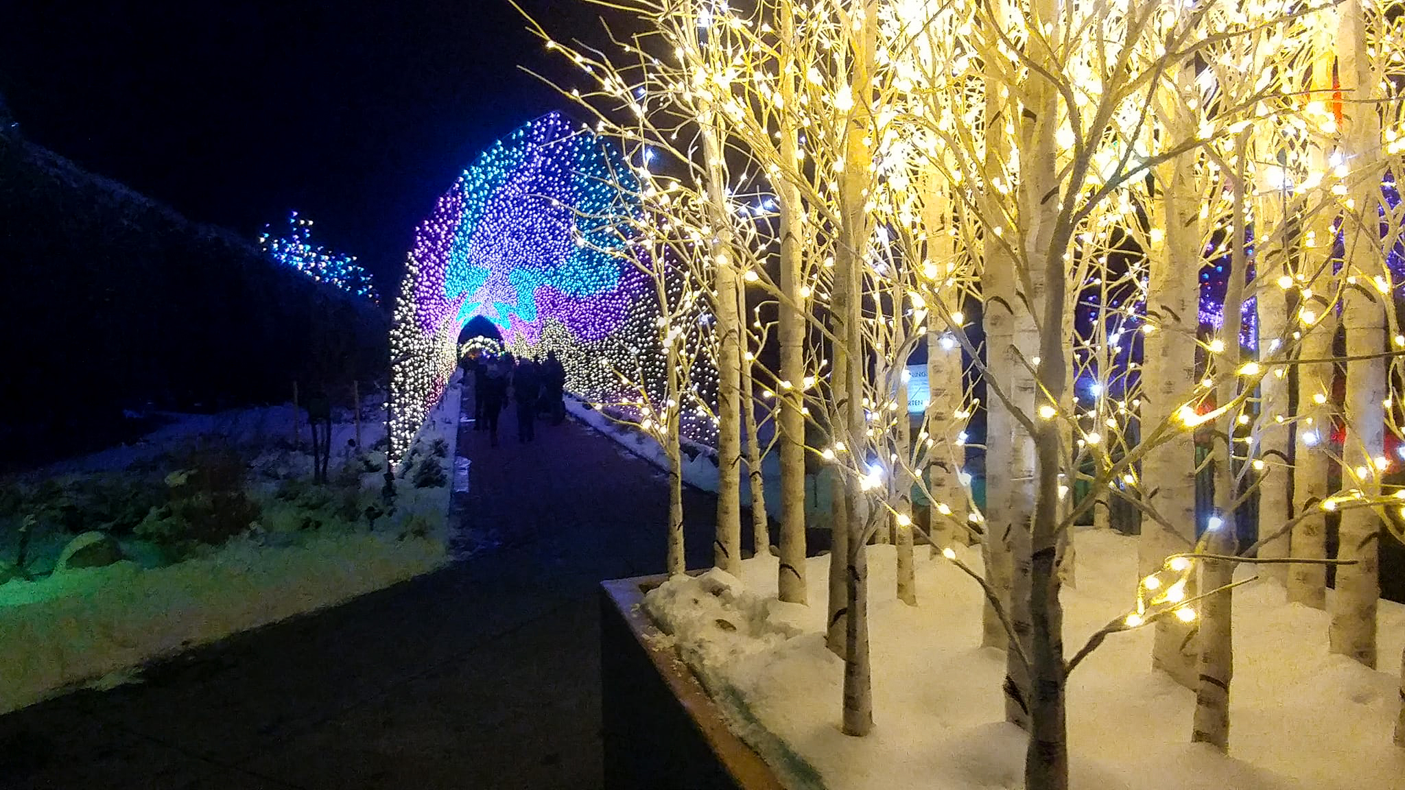 Trees wrapped in commercial-grade LED Christmas lights