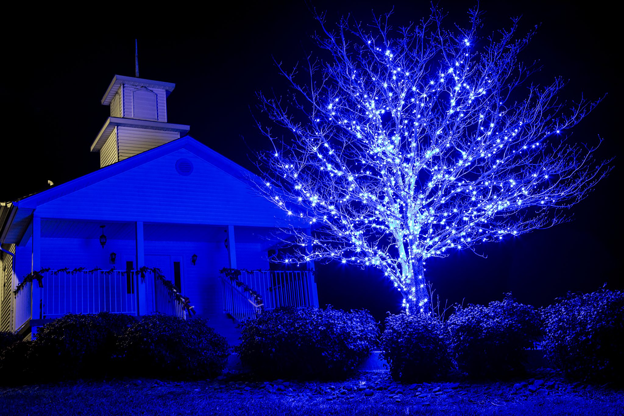 Trees wrapped in commercial-grade LED Christmas lights