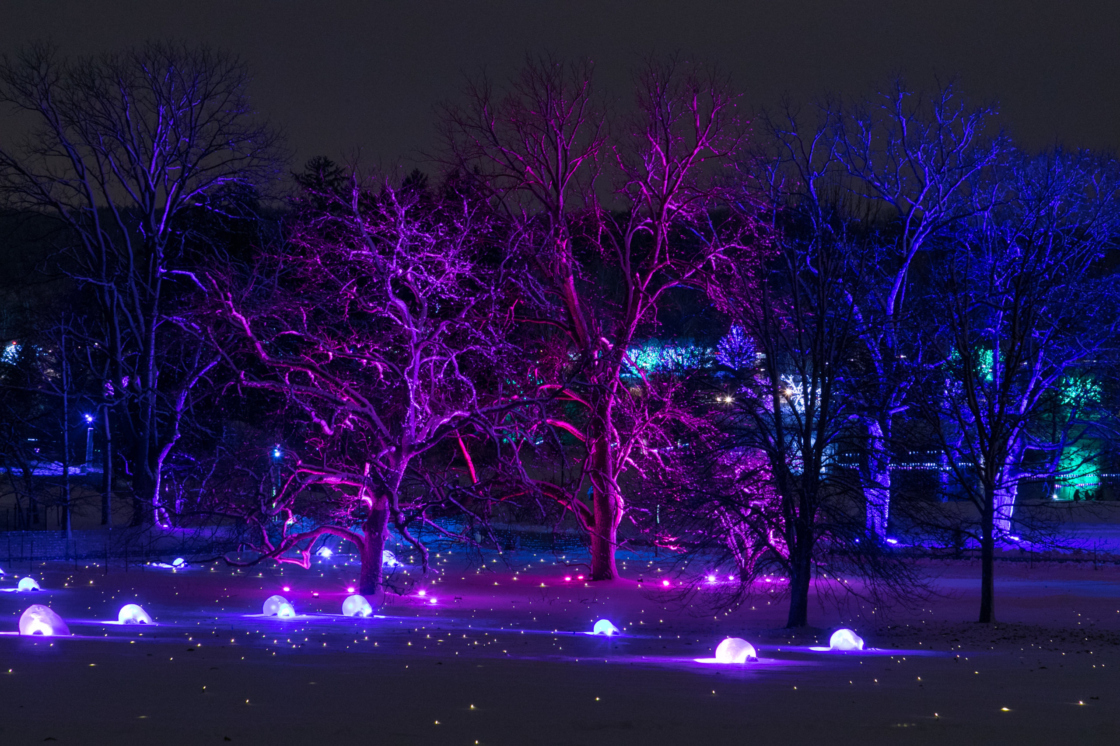Trees wrapped in commercial-grade LED Christmas lights
