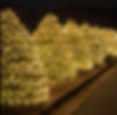 Trees & Shrubs | Lights | Outdoor Lighting Designs