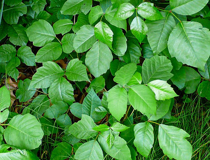 Close-up of poison ivy leaves growing in a dense patch