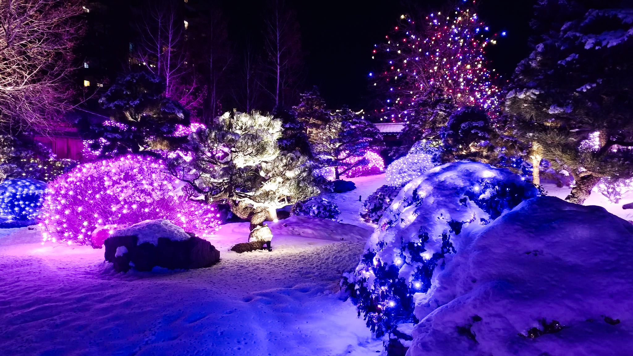Trees wrapped in commercial-grade LED Christmas lights