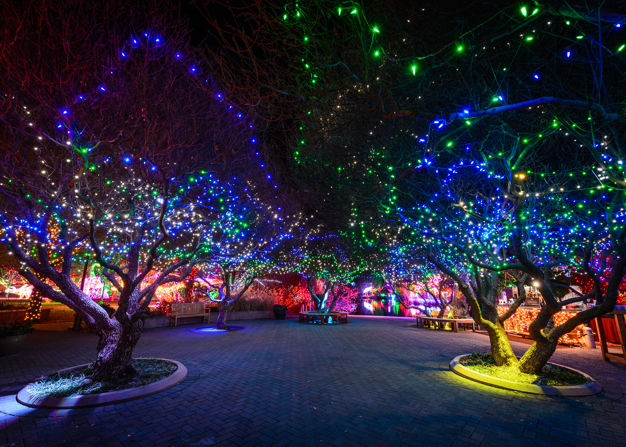 Trees wrapped in commercial-grade LED Christmas lights