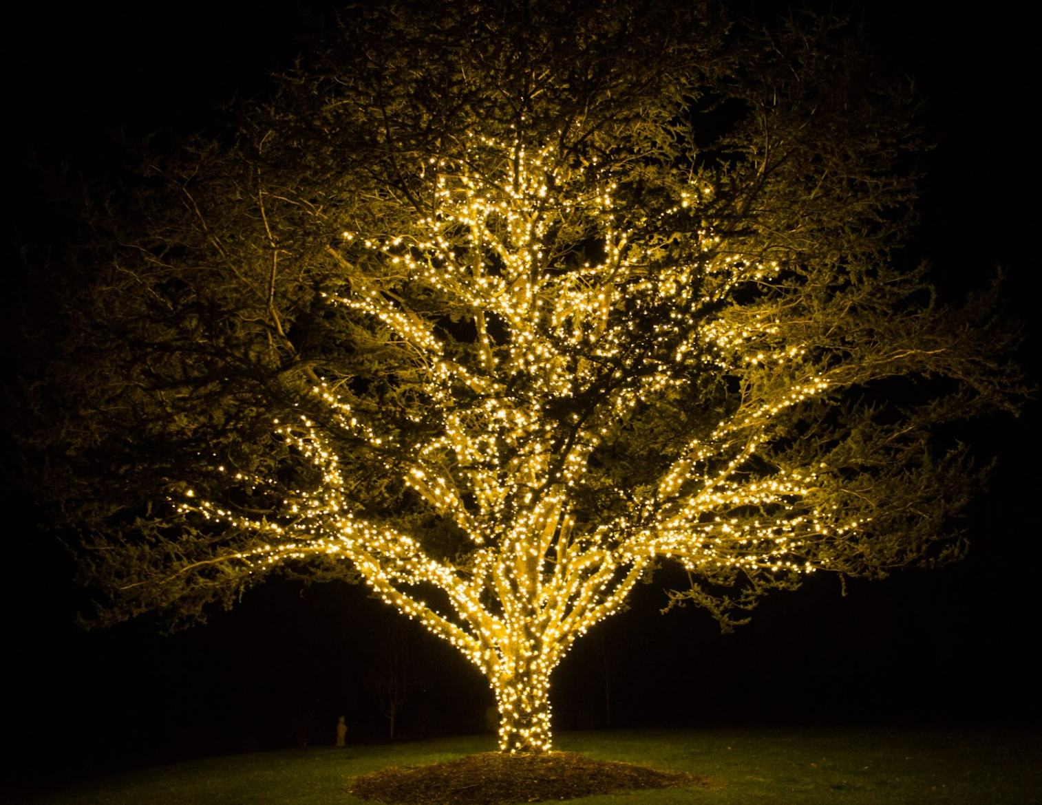 Trees wrapped in commercial-grade LED Christmas lights