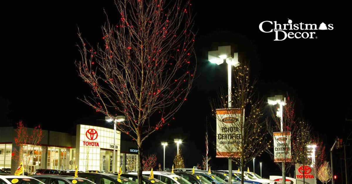 Dealership lot trees wrapped in Christmas lights