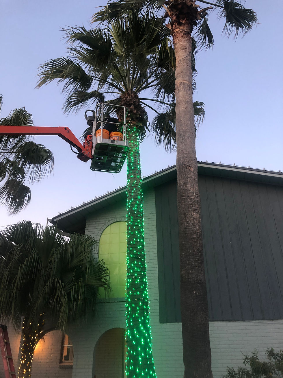 Palm tree trunk wrapped in green lights with a lift working beside it