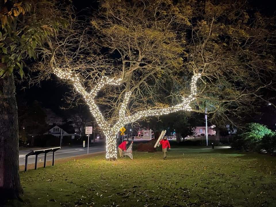 Trees wrapped in commercial-grade LED Christmas lights