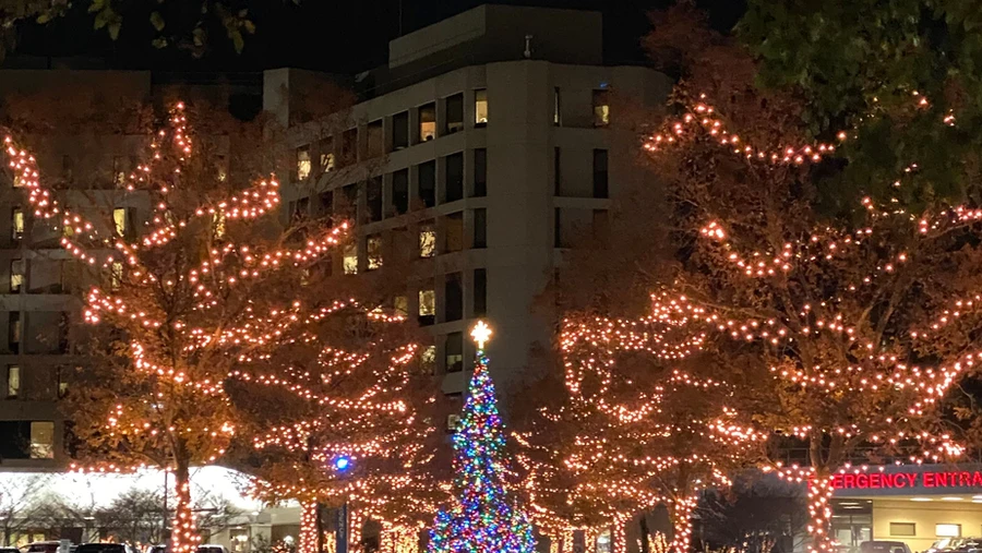 Trees wrapped in commercial-grade LED Christmas lights