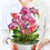 Thumbnail: Freshcut orchid oasis bouquet front view