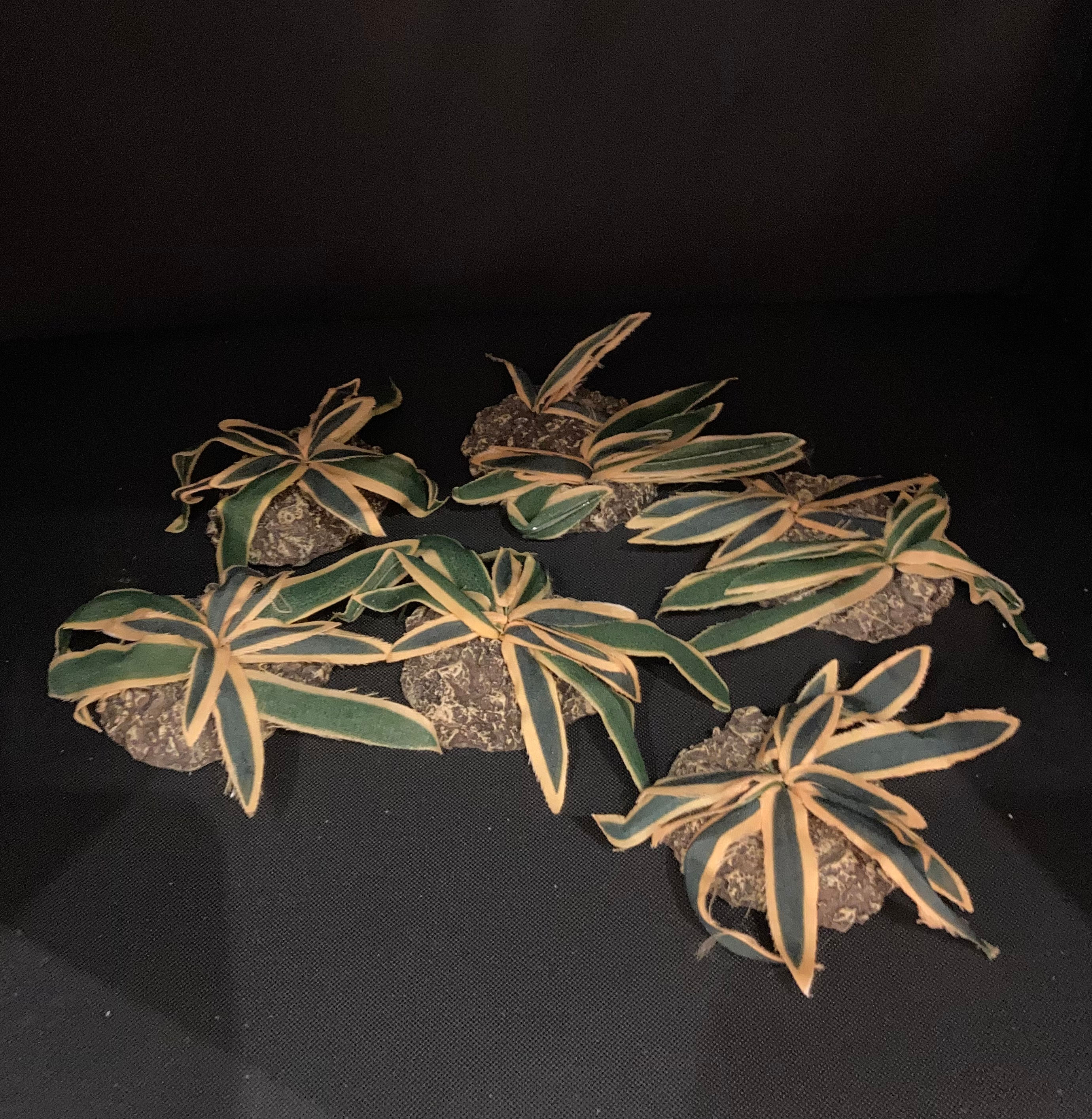 Fontanini Nativity Village 6 Piece Cactus Accessory Set