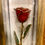 Thumbnail: red 24k trimmed rose in gift box f