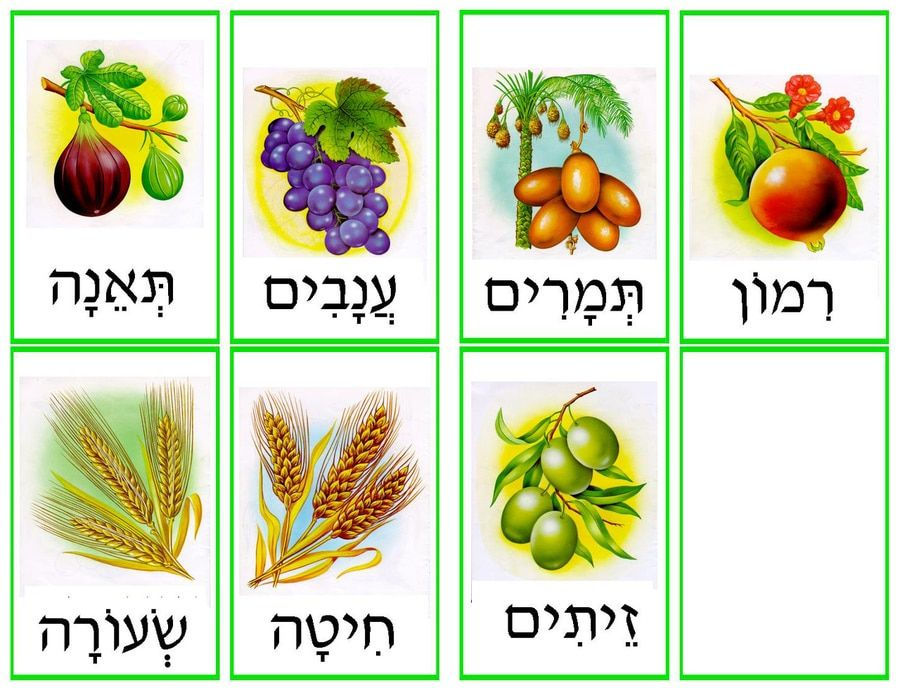 the First Fruits of the Crops referred particularly to Shivat Ha'Minim (the seven species of fruits) of the Promised Land: Wheat, barley, grapes, figs, pomegranates, olives, and dates (Deut. 8:8)