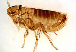 Flea Pest Control | Pure Pest Solutions | Oxford