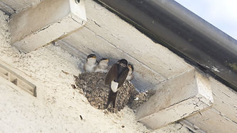 House Martins or Swallows Nesting can require bird proofing to help them to move in future