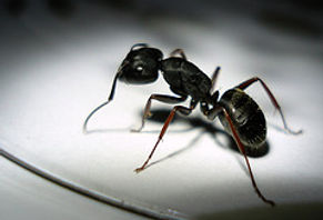Ant Pest Control | Pure Pest Solutions | Oxford