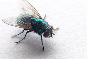 Fly Pest Control | Pure Pest Solutions