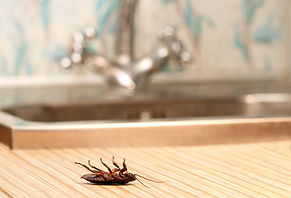 Cockroach Pest Control | Pure Pest Solutions