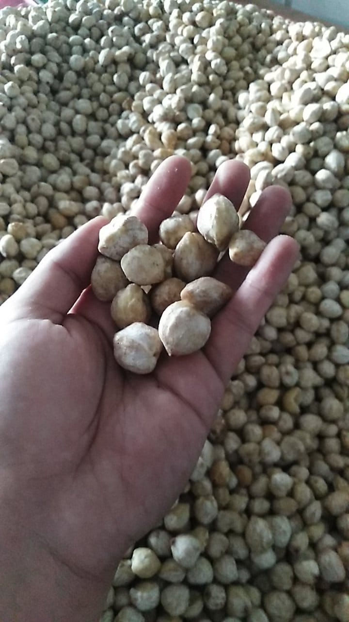 Candlenut Whole