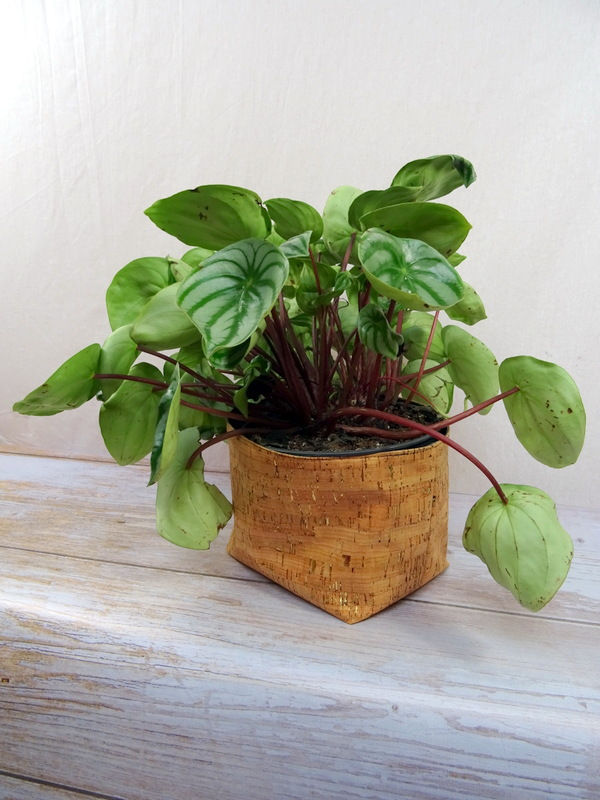 Thumbnail: Large cork planter