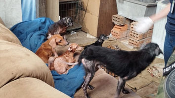 Operação resgata 25 animais vítimas de maus-tratos em Cachoeira do Sul