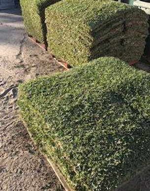 Turf Photo.jpg