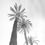Thumbnail: L.A. No.8