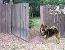 Tuesday Training Byte: Teach your dog not to rush the door or gate.