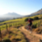 mtb trail in stellenbosch farms between vineyards on a hill.jpg