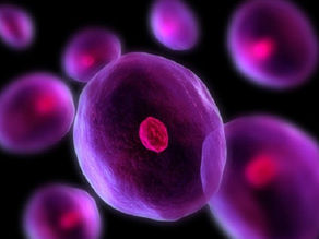 Conozcan algunas aplicaciones clínicas importante de las células madre mesenquimales