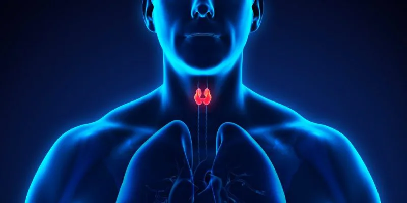 endocrinologia.webp