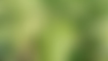 Produtores de Angélica produzem melancia recuperando áreas de pastagens degradadas