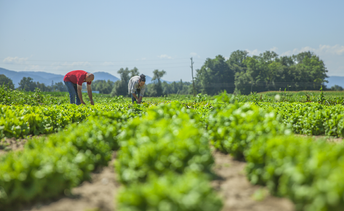 Agricultores familiares de mais 10 municípios de MS podem aderir ao PAA
