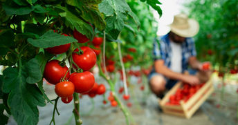 Dia da Agricultura: celebrando a importância do setor e dos alimentos