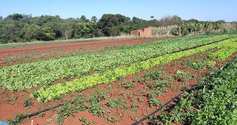 100 toneladas de biofertilizante orgânico serão entregues por mês para agricultores familiares de MS