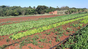 100 toneladas de biofertilizante orgânico serão entregues por mês para agricultores familiares de MS