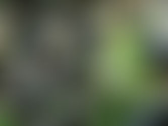 Cerrado deve se tornar mais novo polo de fruticultura do Brasil