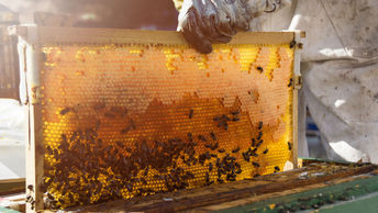 Florestas plantadas e citricultura: novas oportunidades para produção de mel em MS