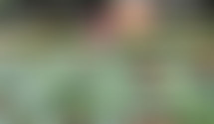 Validade da DAP é prorrogada por mais 6 meses