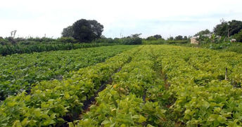 Produção agrícola quilombola ganha selo de certificação de origem