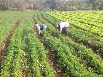 Mais valor à agricultura familiar de comunidades quilombolas