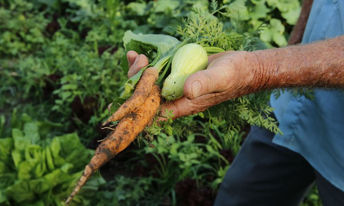 70 mil famílias de pequenos agricultores contam com assistência técnica dos profissionais da Agraer