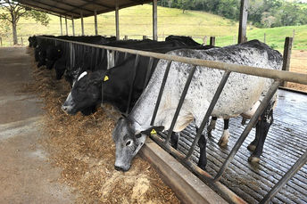 Pecuária de leite vive incertezas com o futuro da pandemia