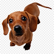 466-4665266_dachshund-dog-png-sausage-dog-transparent-background-png.png