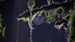 Spiderweb im Nebelwald