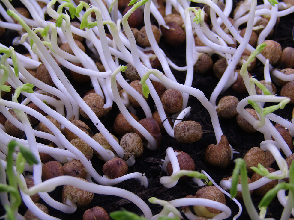 peashoots